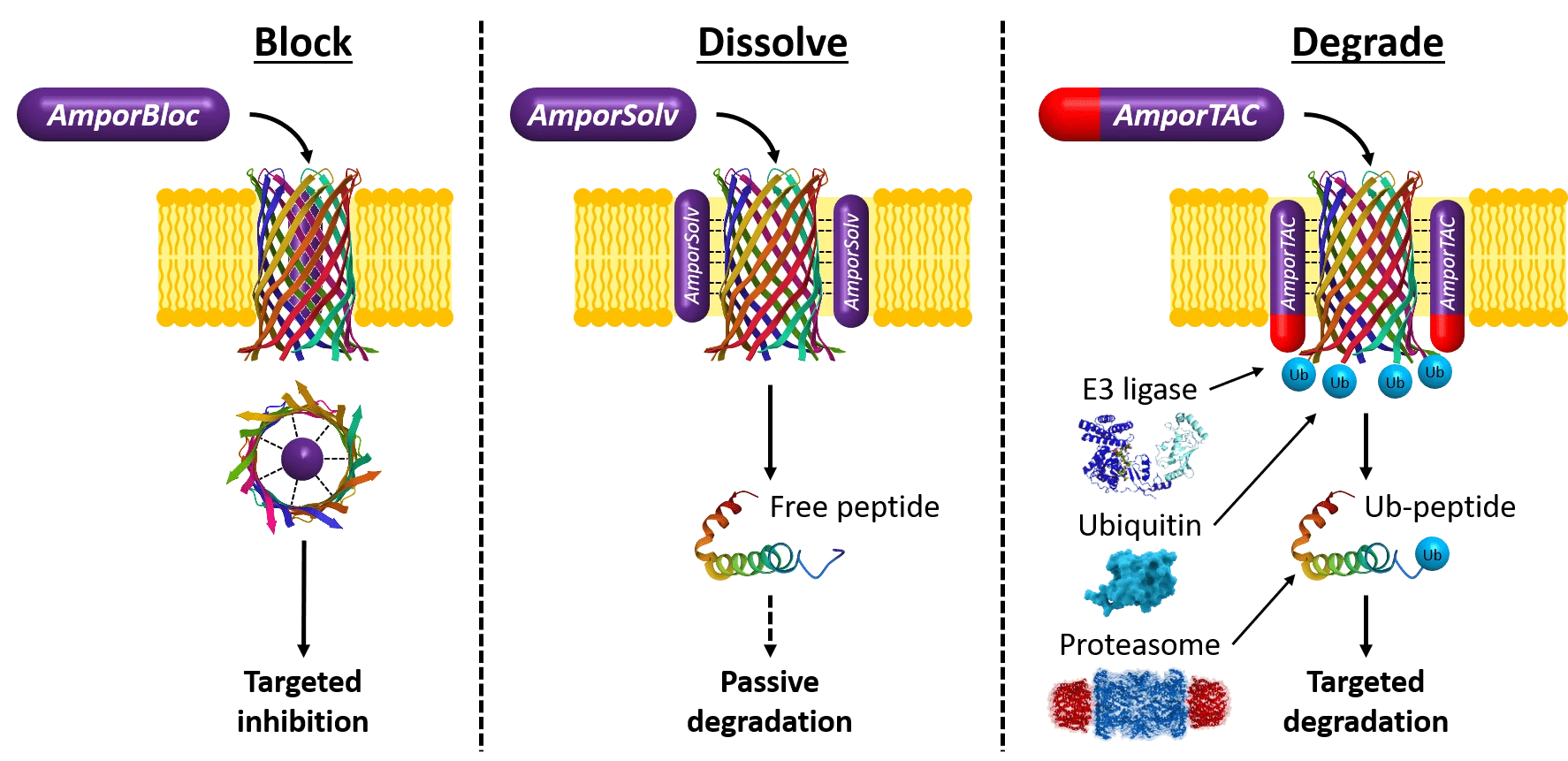 Amporin Technology