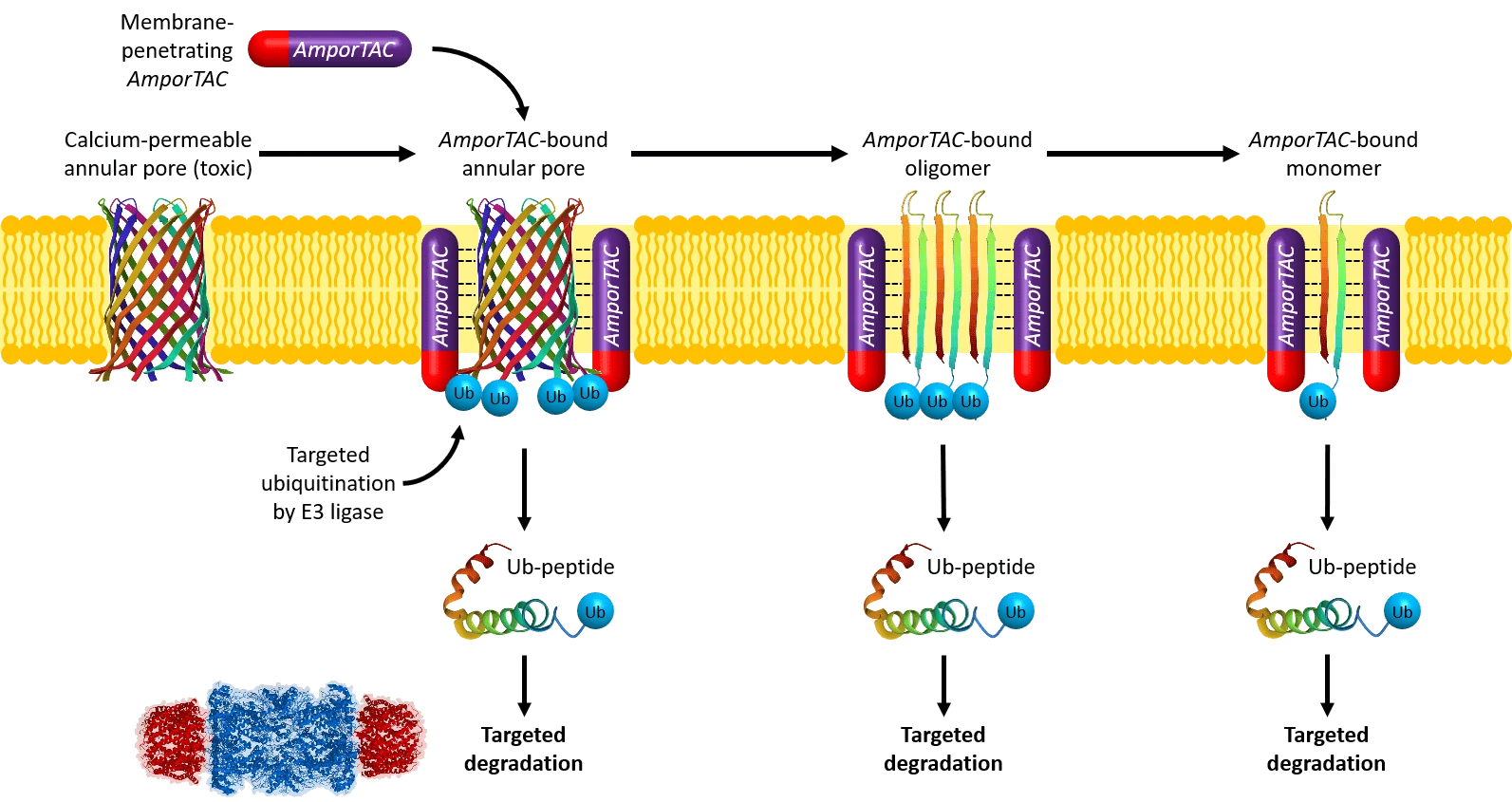 Amporin Technology